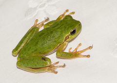 Hyla sarda