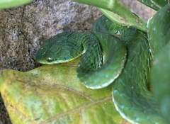 Craspedocephalus macrolepis