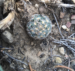 Pediocactus