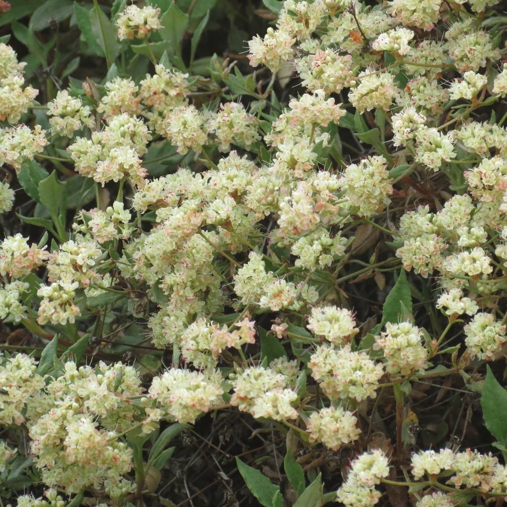 James' buckwheat (Plants of Trinidad Lake State Park) · iNaturalist