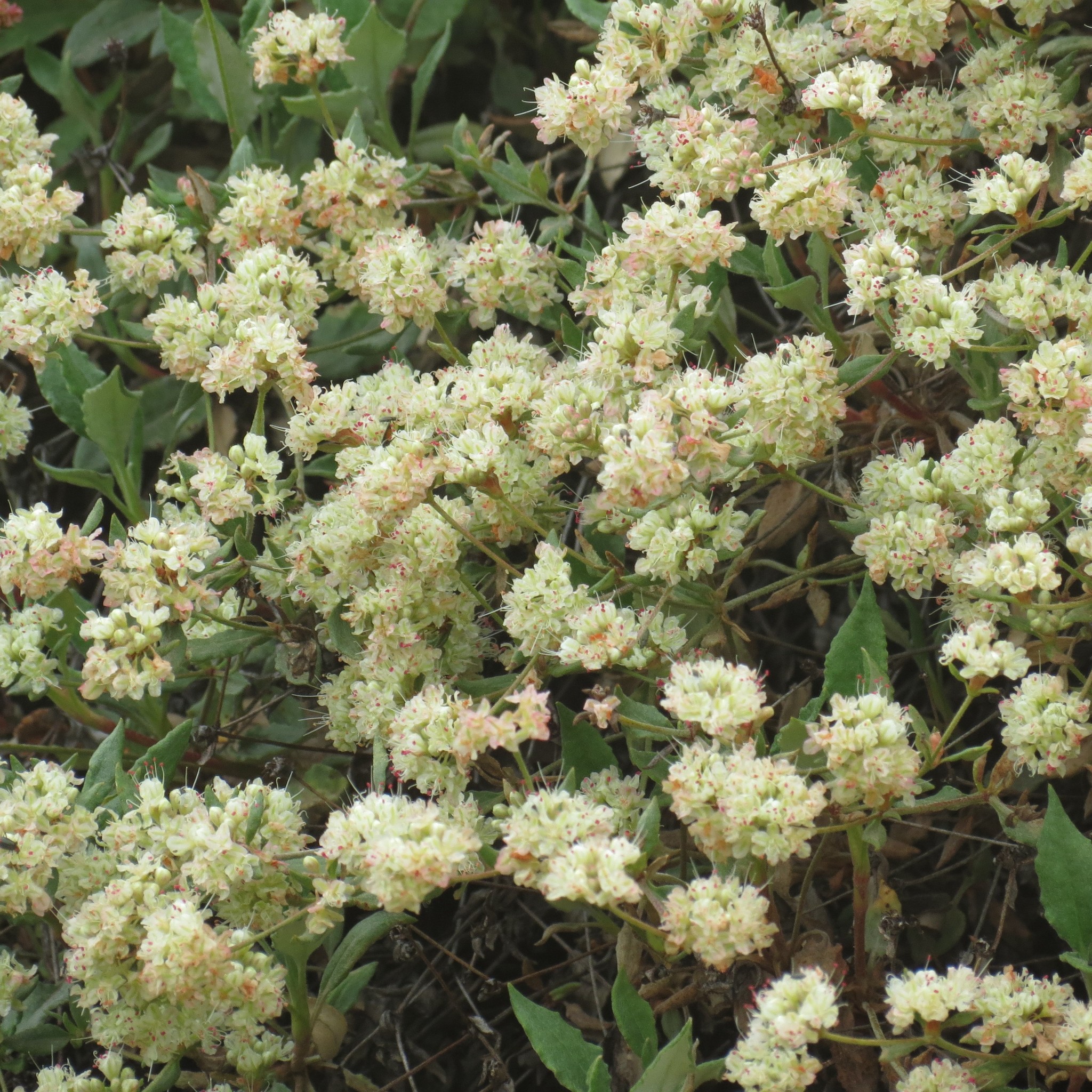 Eriogonum jamesii