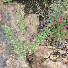 Salvia lemmonii