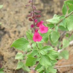 Salvia lemmonii