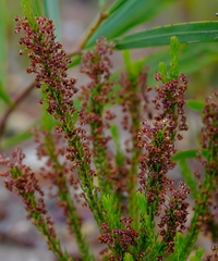 Erica rubiginosa