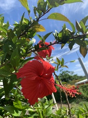 Hibiscus × archeri
