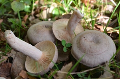 Lactarius glyciosmus