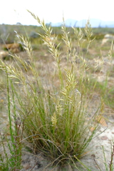 Tenaxia stricta