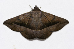 Epidromia rotundata