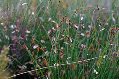 Elegia squamosa