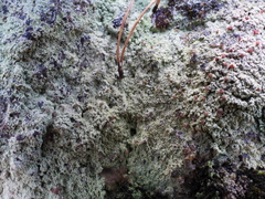 Baeomyces carneus