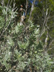 Anthyllis barba-jovis