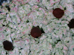 Baeomyces carneus