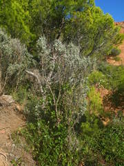 Anthyllis barba-jovis