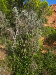 Anthyllis barba-jovis