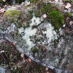 Baeomyces carneus