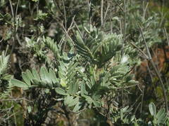 Anthyllis barba-jovis