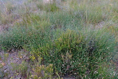 Elegia squamosa