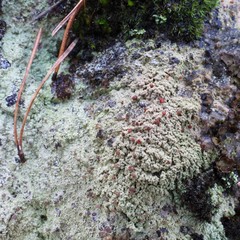 Baeomyces carneus