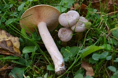 Lactarius glyciosmus