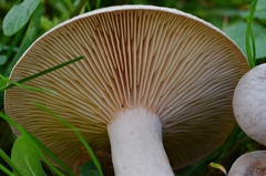 Lactarius glyciosmus
