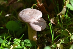 Lactarius glyciosmus