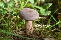 Lactarius glyciosmus