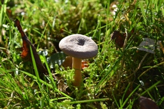 Lactarius glyciosmus