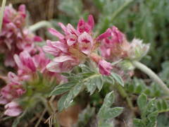 Anthyllis montana