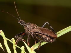 Apiomerus longispinis