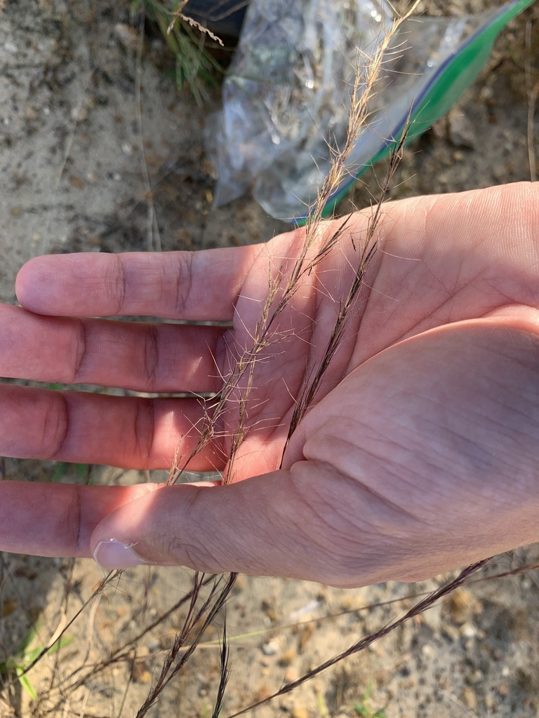 wiregrass from Monroe County, US-MS, US on October 31, 2020 at 03:05 PM ...