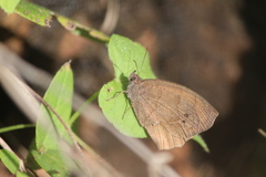 Pindis squamistriga