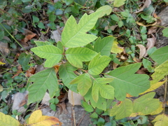 Toxicodendron radicans negundo