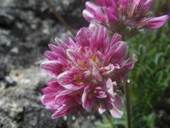 Anthyllis montana