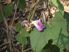 Canavalia septentrionalis