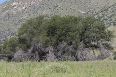 Quercus emoryi