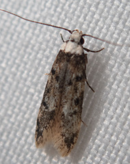 Endrosis sarcitrella