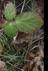 Rubus phoenicolasius