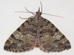 Hydriomena speciosata