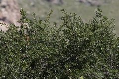 Quercus emoryi