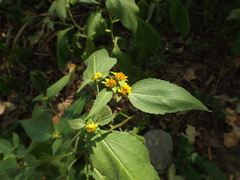 Greenmaniella resinosa