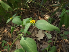 Synanthedon