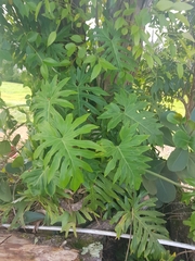 Thaumatophyllum bipinnatifidum