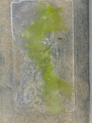 Ulva californica