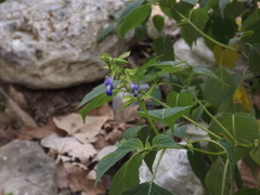 Salvia caudata