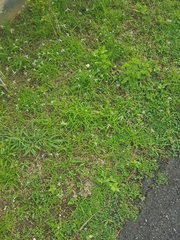 Rhynchospora nervosa