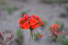 Pelargonium × hybridum