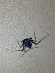 Paraphrynus carolynae