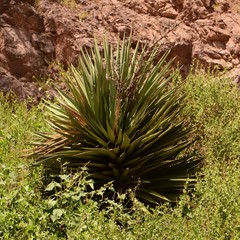 Yucca schottii