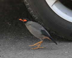 Acridotheres ginginianus