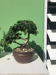 Gmelina philippensis